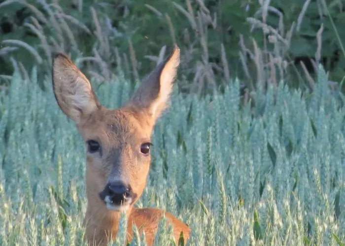 Gasthof Coliving-colocation Du Chatelet Villers-la-Ville